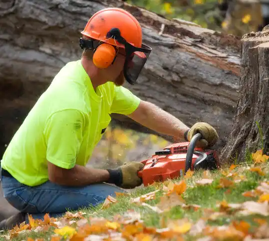 tree services Cohasset